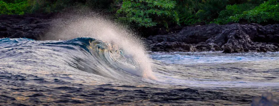 Hawaiian Curl