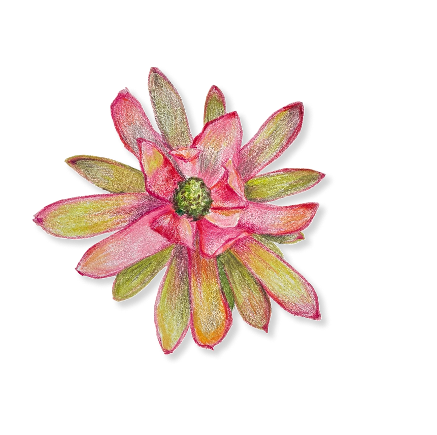 color pencil flower