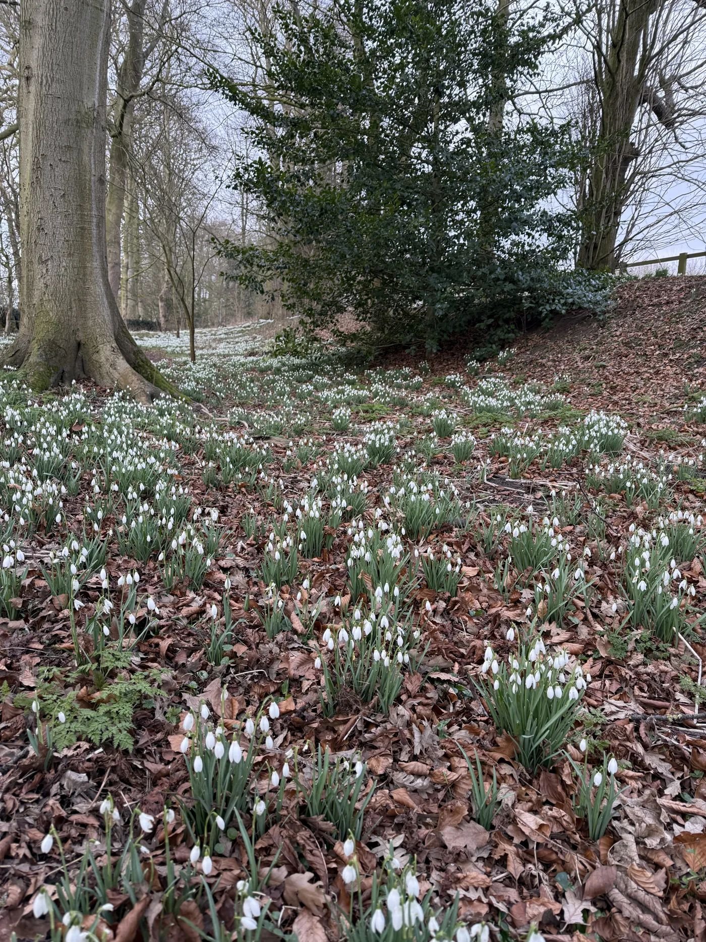 Snowdrops and wood carvings at Burton Agnes Hall